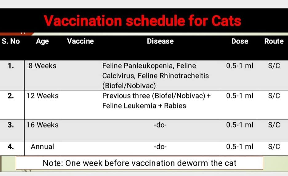 Veterinary Information added a... - Veterinary Information - Leukemia Nocademic Customiquement Cat Age