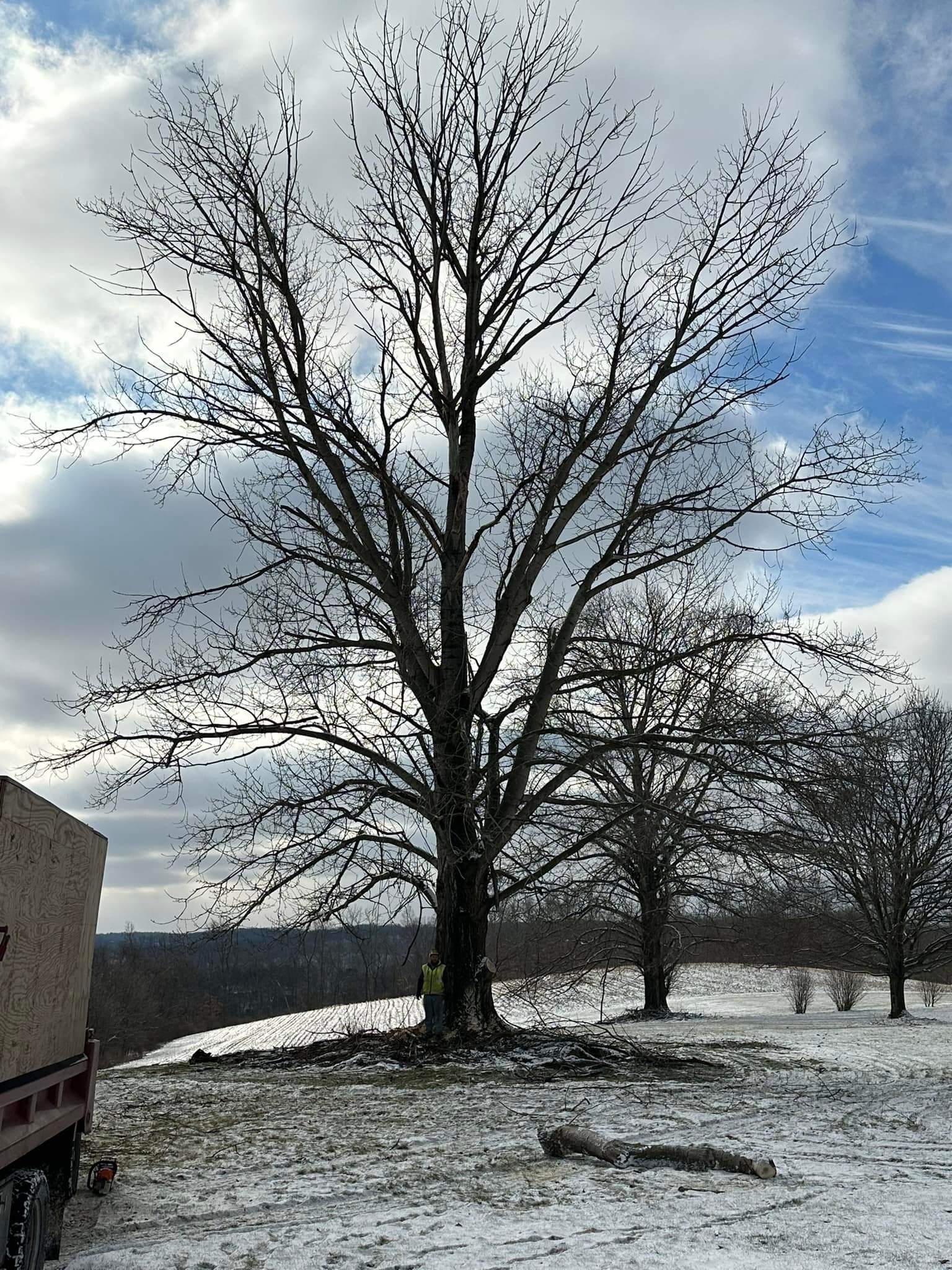 Matt’s Tree Services