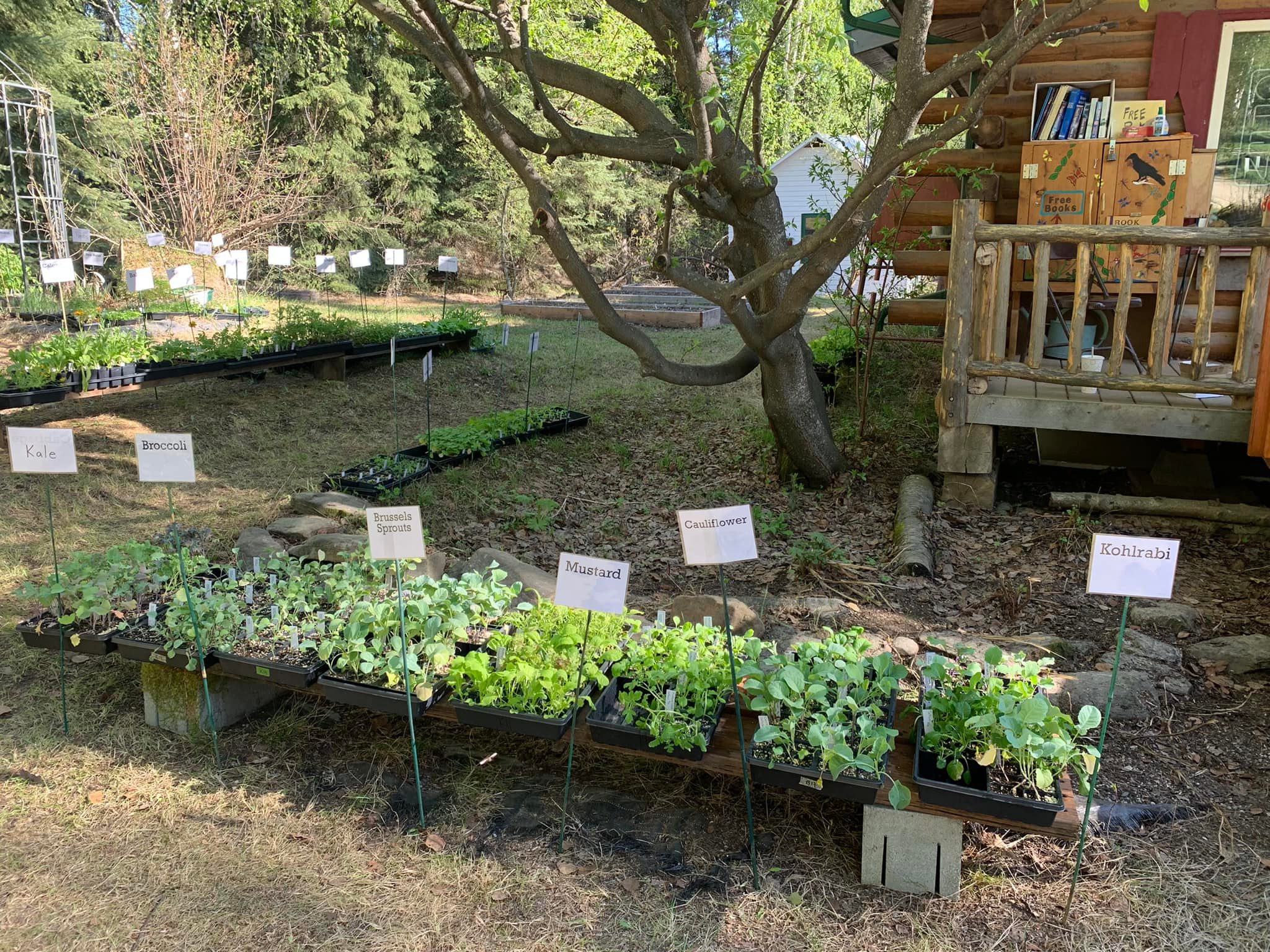 Growing Ester's Biodiversity: JTEL's seed library | Ester AK