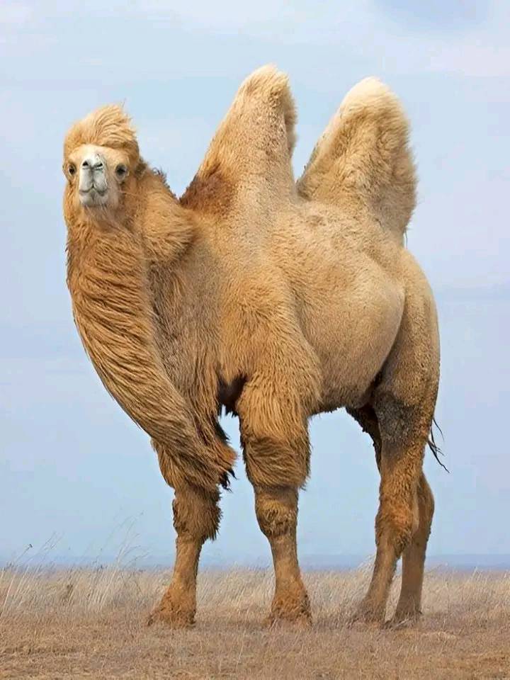 Foresty - 🐫 Meet the mighty Bactrian Camel, nature’s... | Facebook