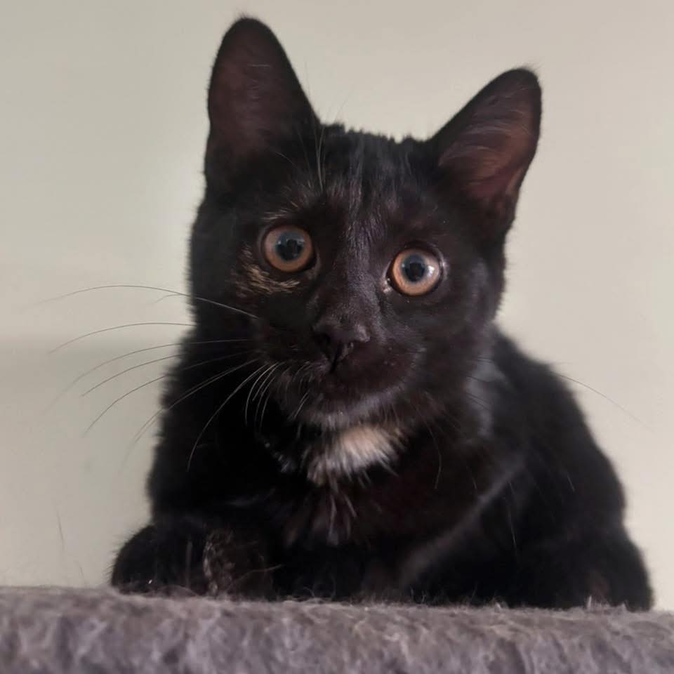 🛶🦜 MEET PIRATE 🦜🛶 Nature Hi! My... - Perth Rescue Angels | Facebook