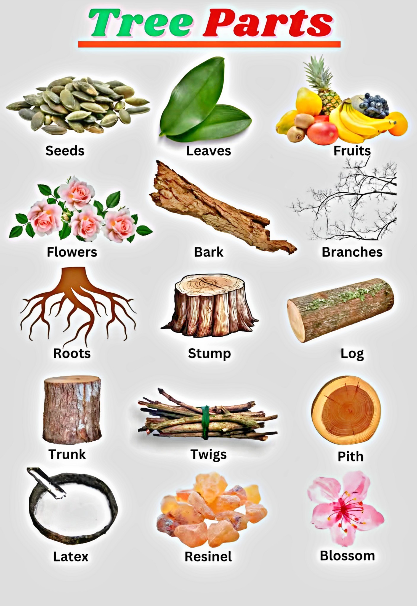 English Corner | Tree parts | Facebook