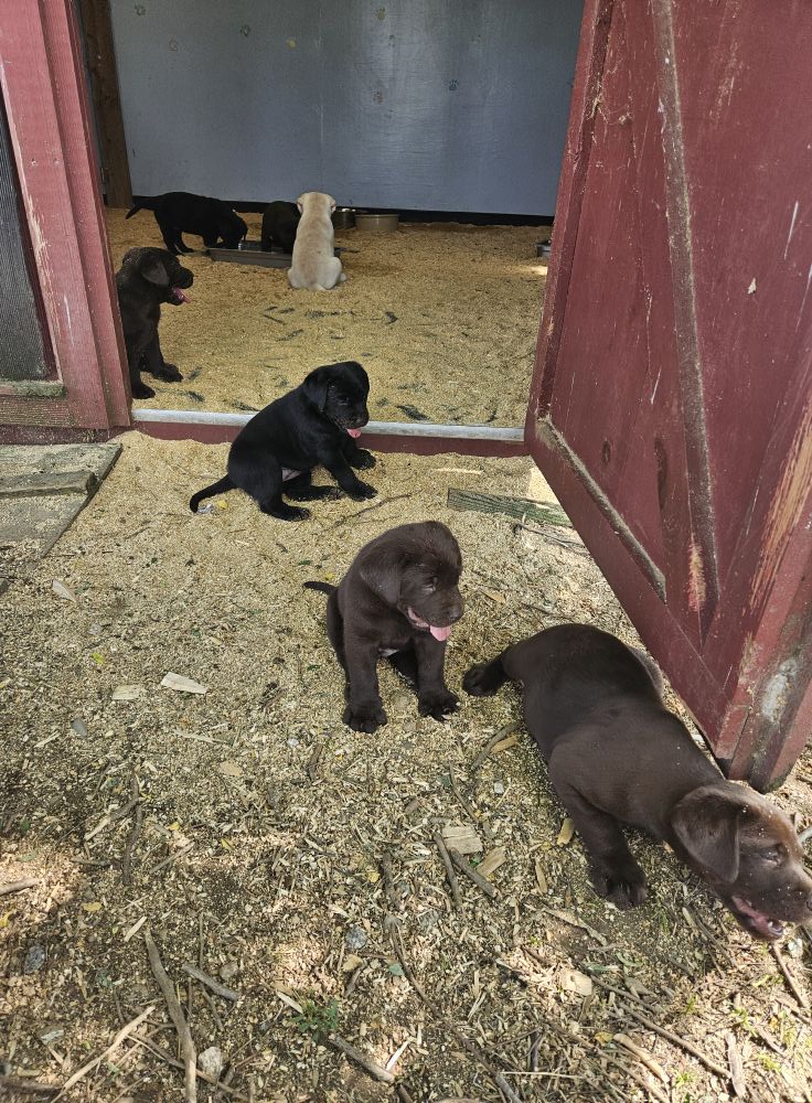 Sanctuary Farm Labrador Retrievers | Sunapee NH