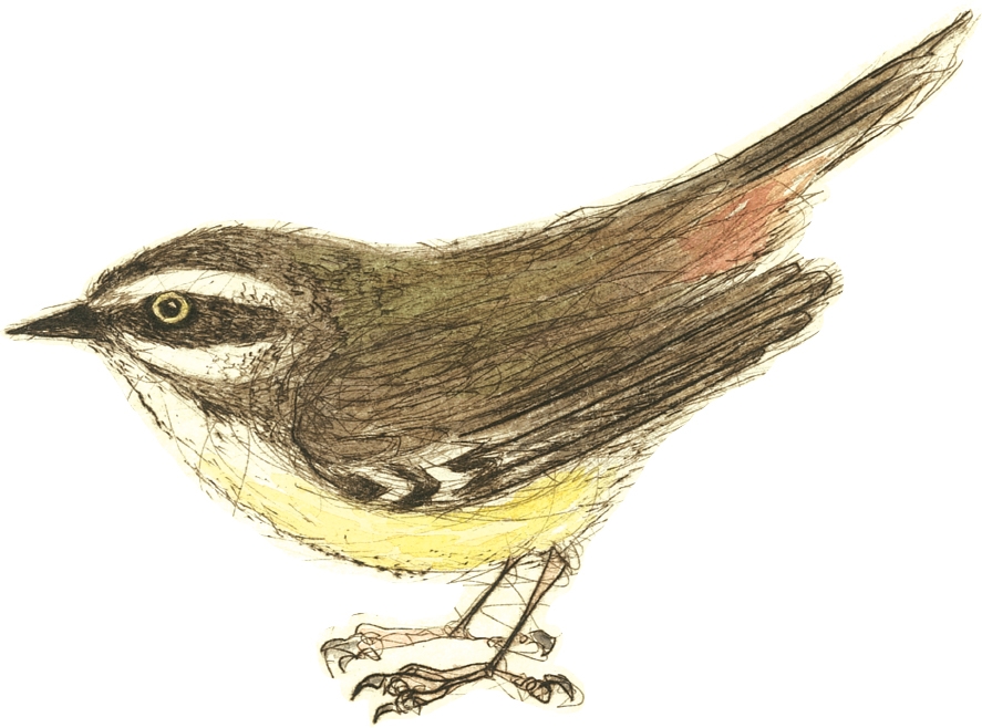 For every Australian nature lover! From children's books and games to ...