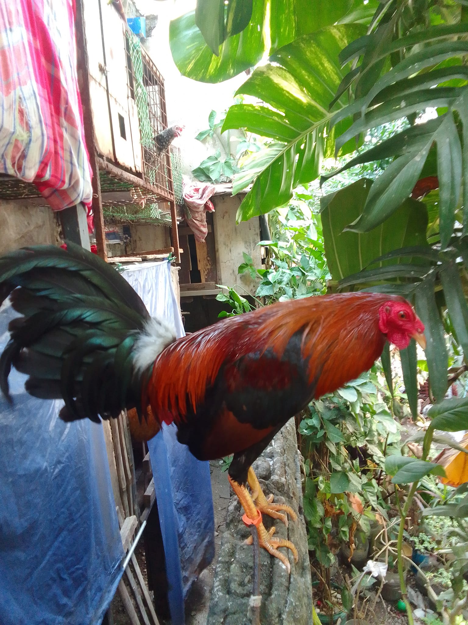 Manok Na Red - Manok Na Red added a new photo.