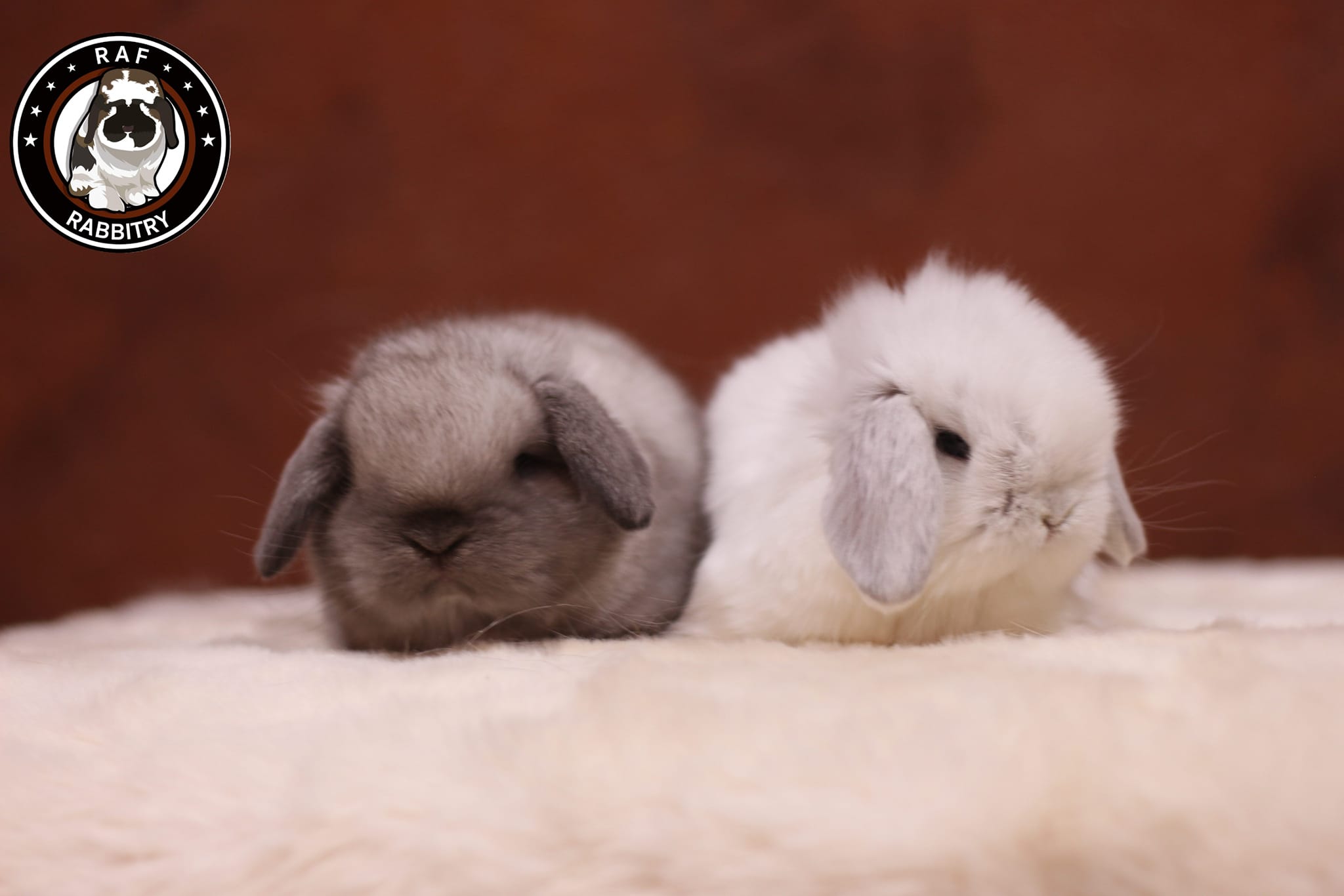 RAF Rabbitry | Nonthaburi