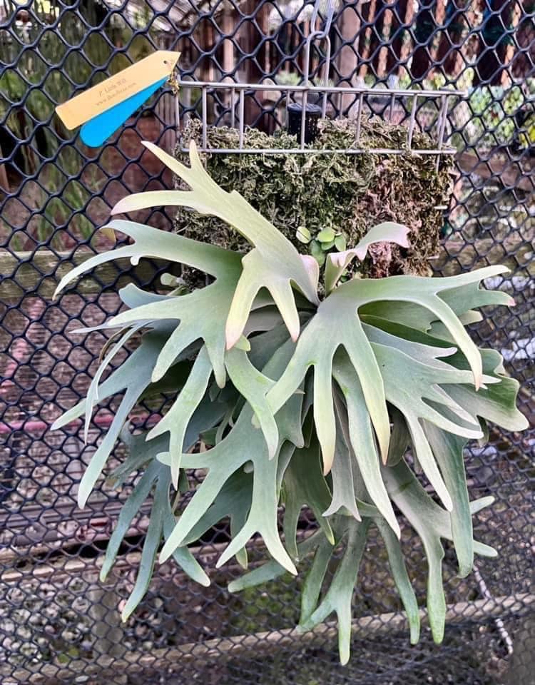 P.Willinckii Smurf Dwarf