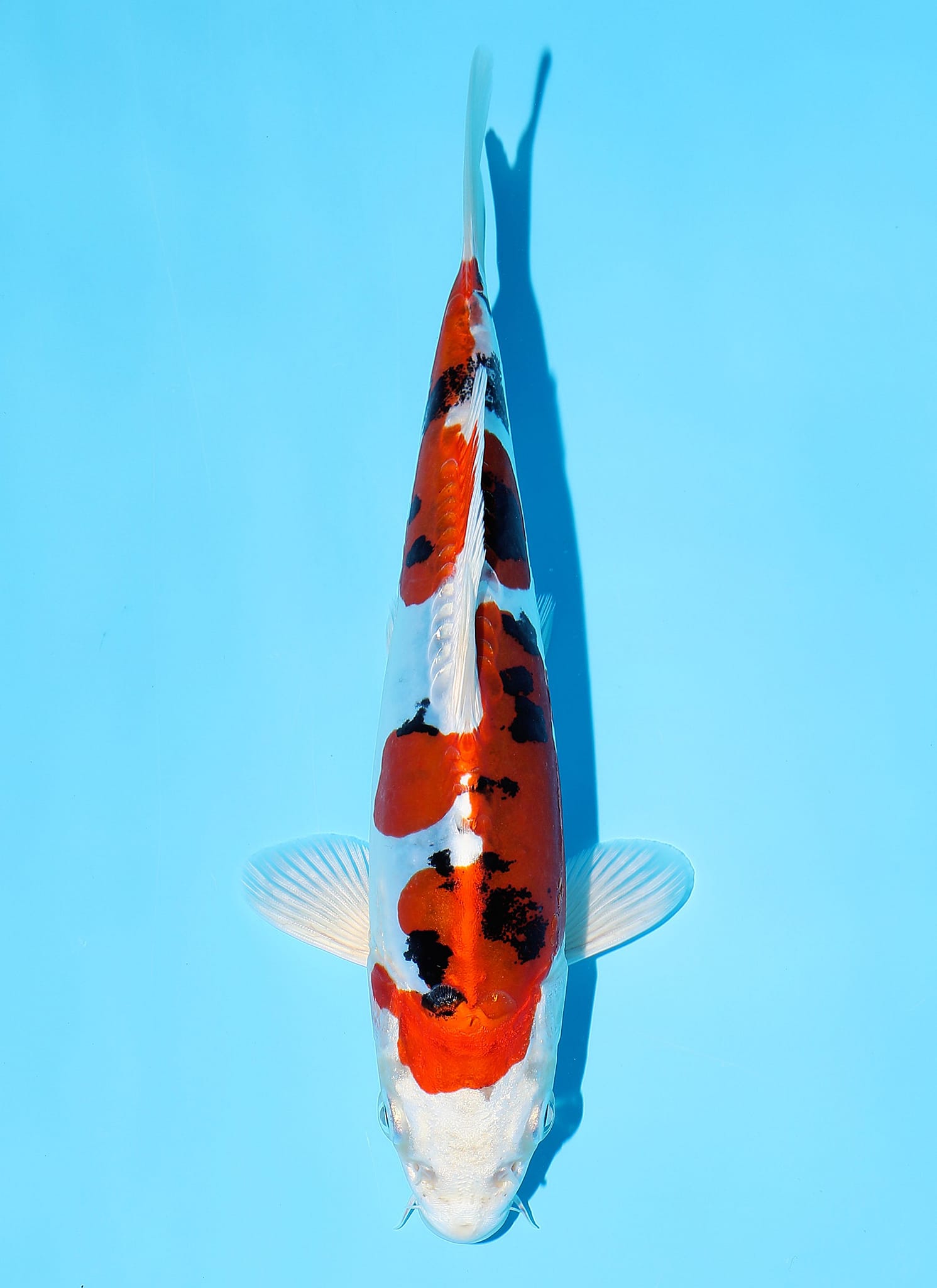 Marusaka Koi Farm (@marusaka.koi) • Facebook