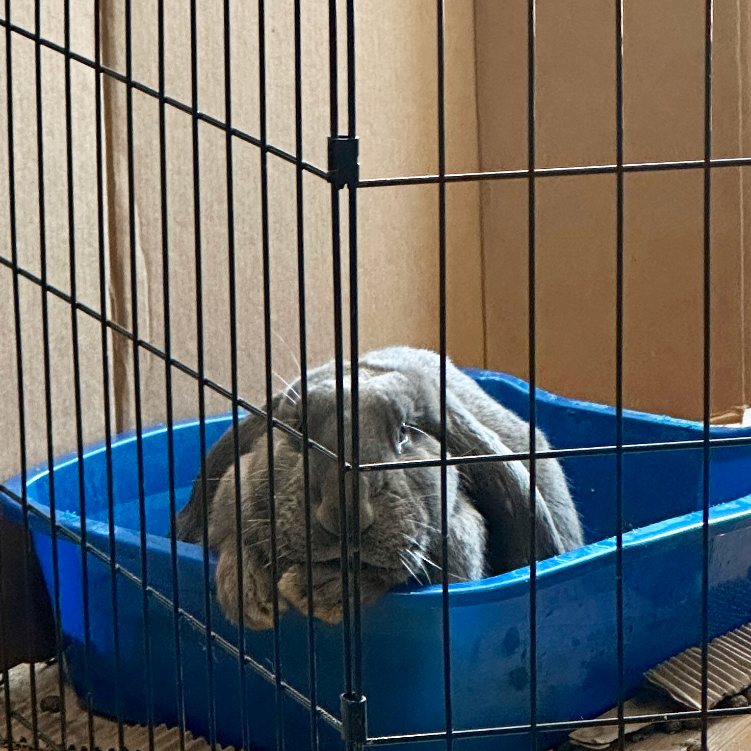 Cotton Tails Rabbit Rescue, Inc. | New City NY