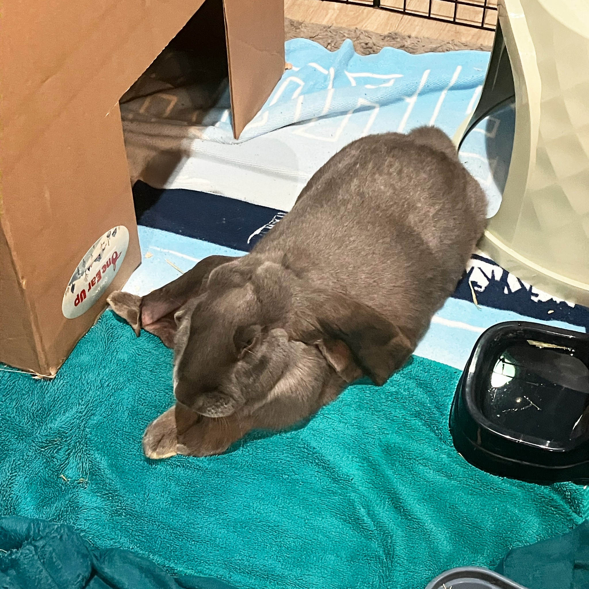 Cotton Tails Rabbit Rescue, Inc. | New City NY