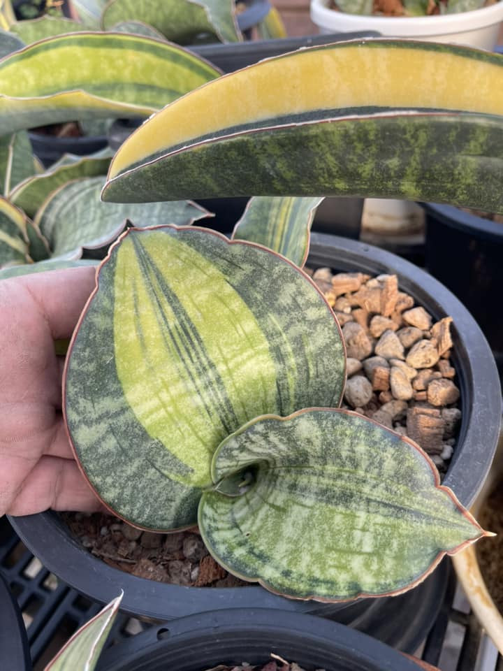 サンスベリア sp. Mafinga variegated C サンスベリア sp. Mafinga variegated C Sansevieria sp. Mafinga