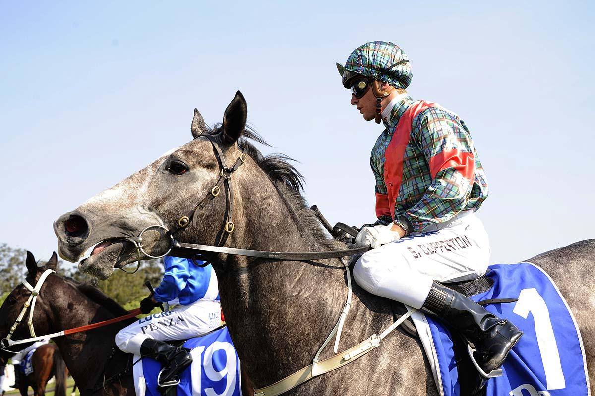 Ron Quinton Racing Stables | Sydney NSW