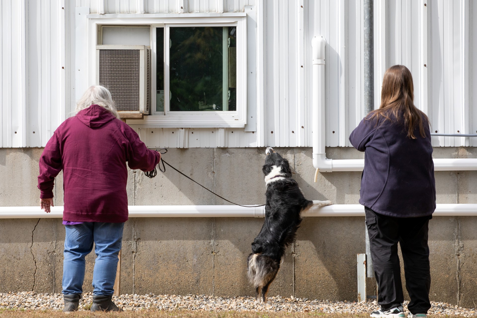WyldKatz Field Spaniels added a... - WyldKatz Field Spaniels