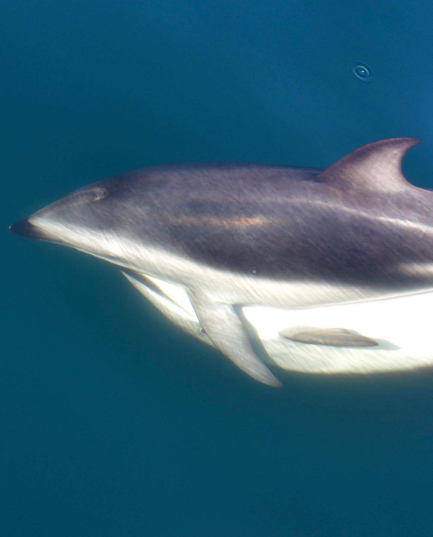 Sabias que Los delfines, al igual que... - Maxi Jonas FOTOS | Facebook