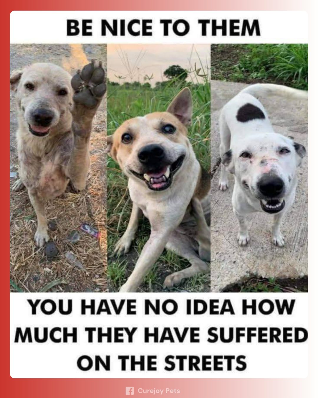 DOGS ARE FAMILY | Facebook