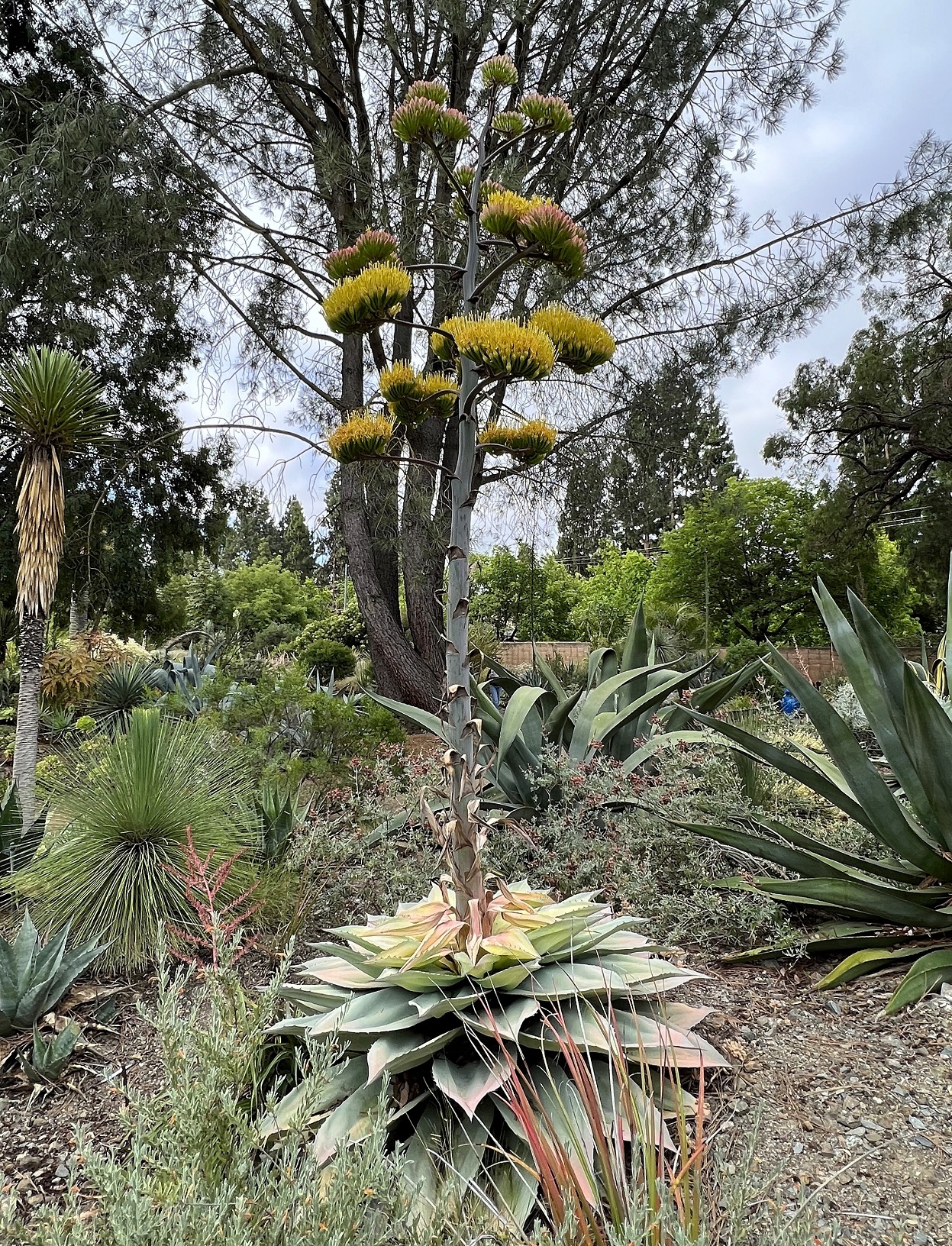 Agave ovatifolia 'Awakening Angel' at Juniper Level Botanic Garden