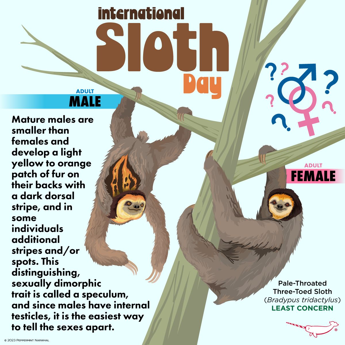 Happy International Sloth... - Peppermint Narwhal Creative | Facebook