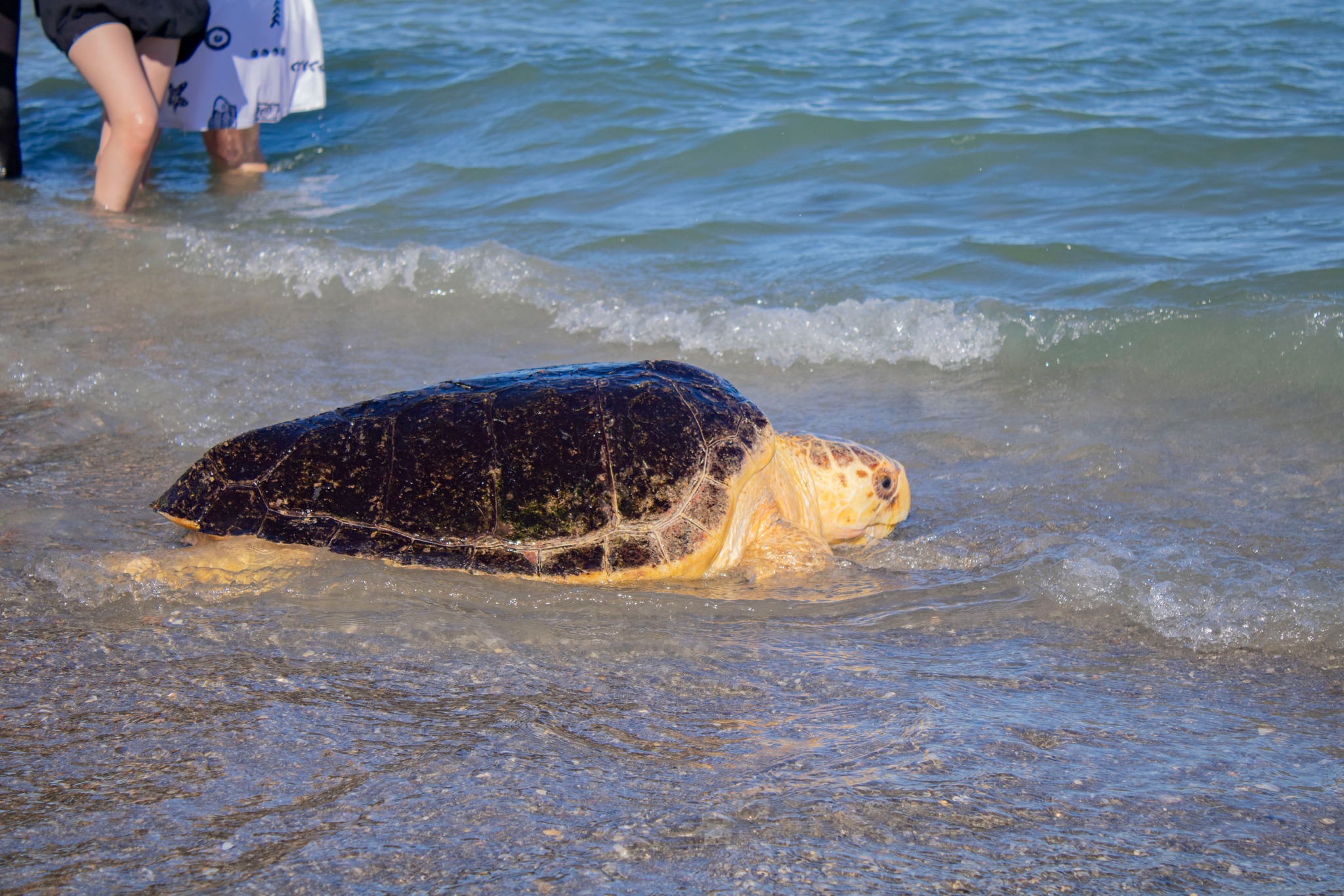 Brevard Zoo - We recently released Zoo Base the loggerhead... | Facebook