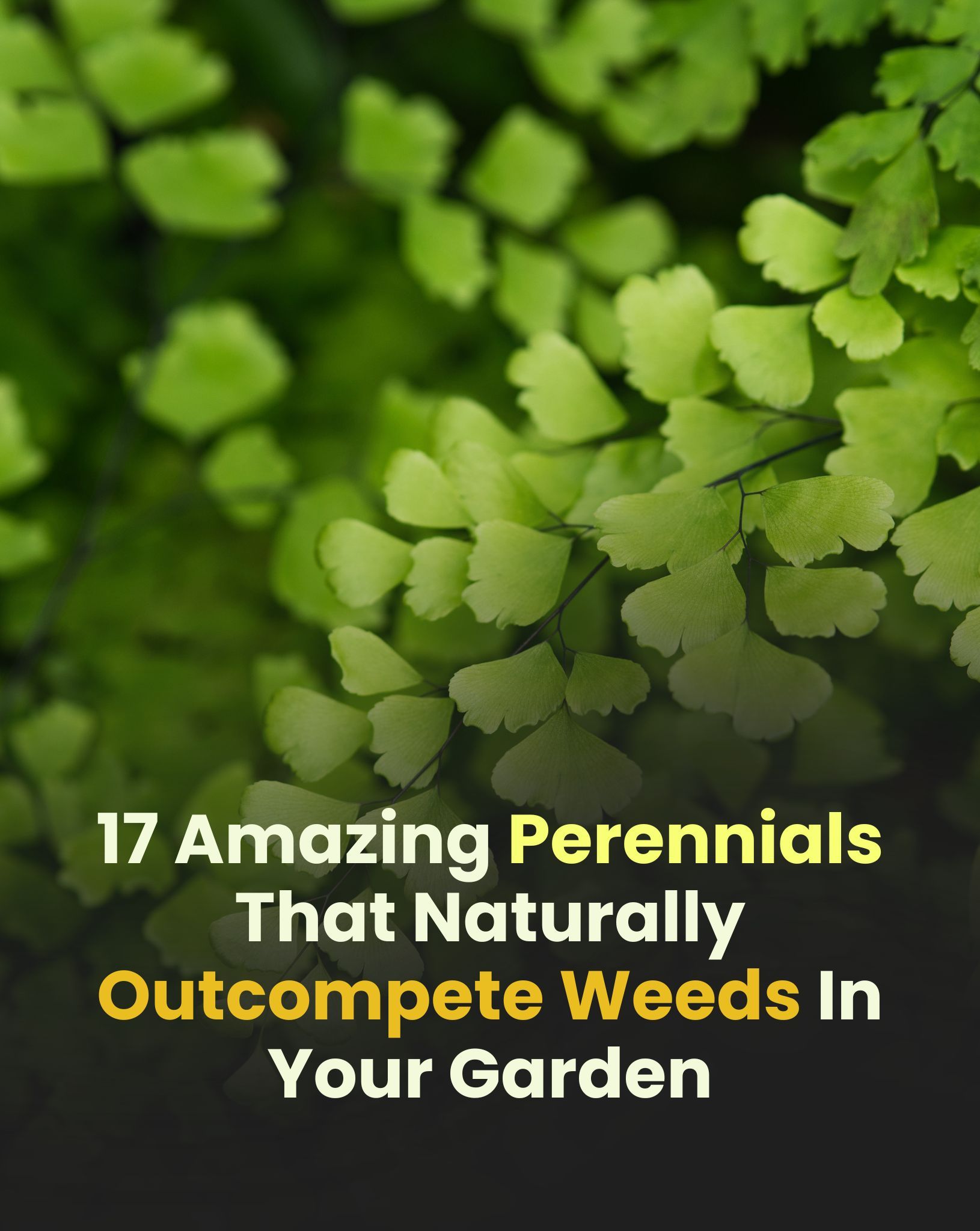 Bloom & Grow - 🌱 Tired of weeding nonstop? These tough... | Facebook