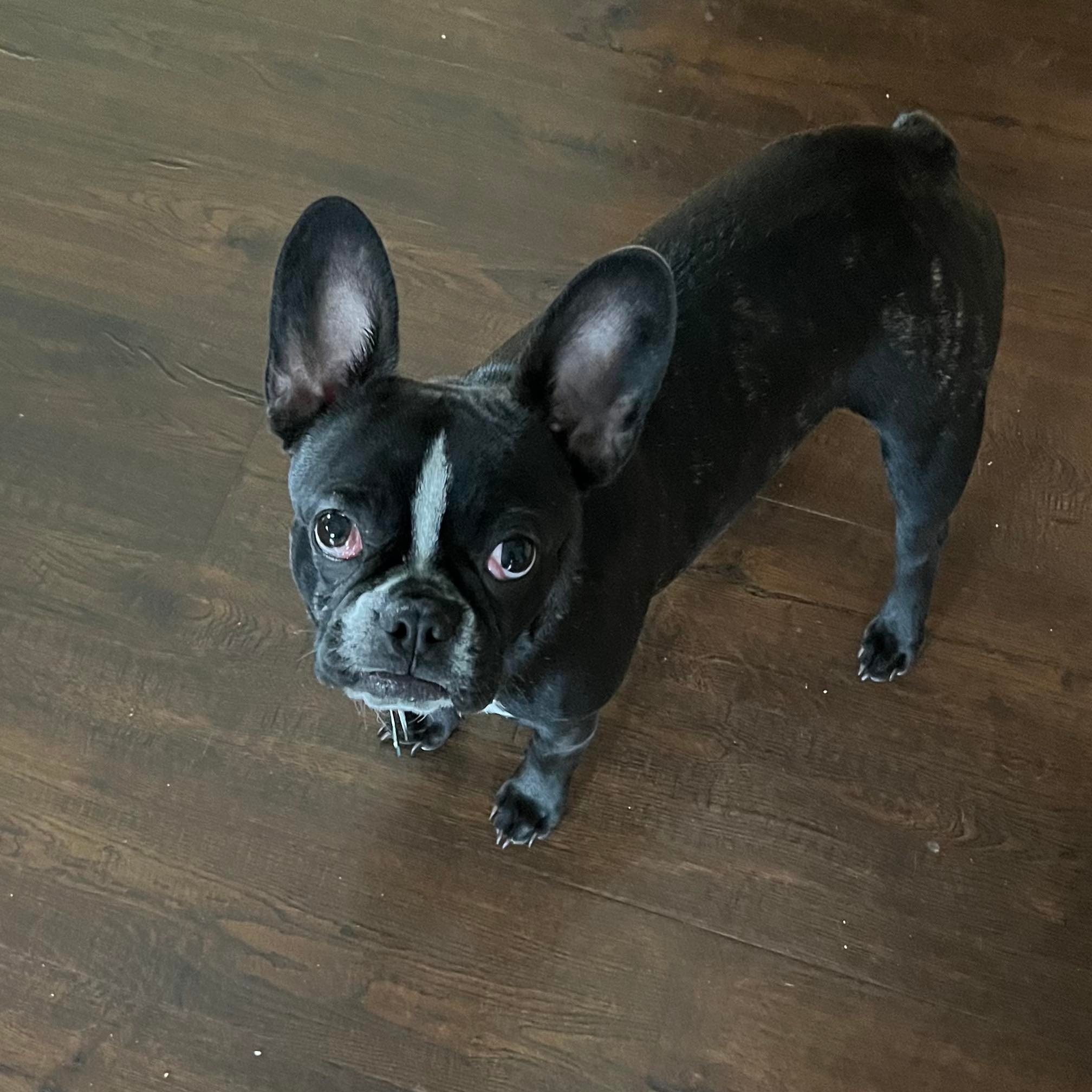 Watch out for the side eye it will get ya 💀 What would you name this ...