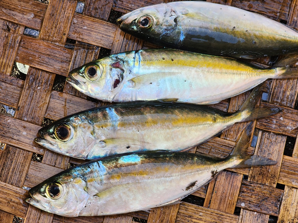 Bulaw 🐟😋🐟 - Discover Antique, Philippines