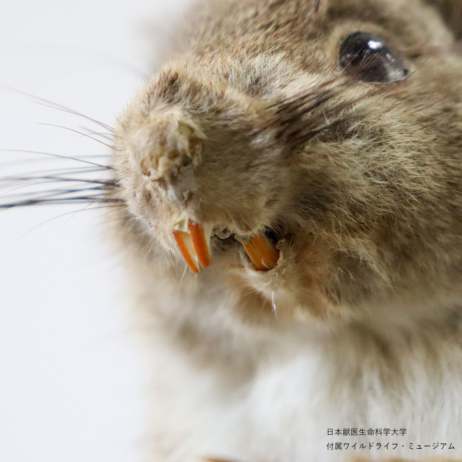 日本獣医生命科学大学付属博物館 - ニホンリスの歯：ニホンリスの前歯 