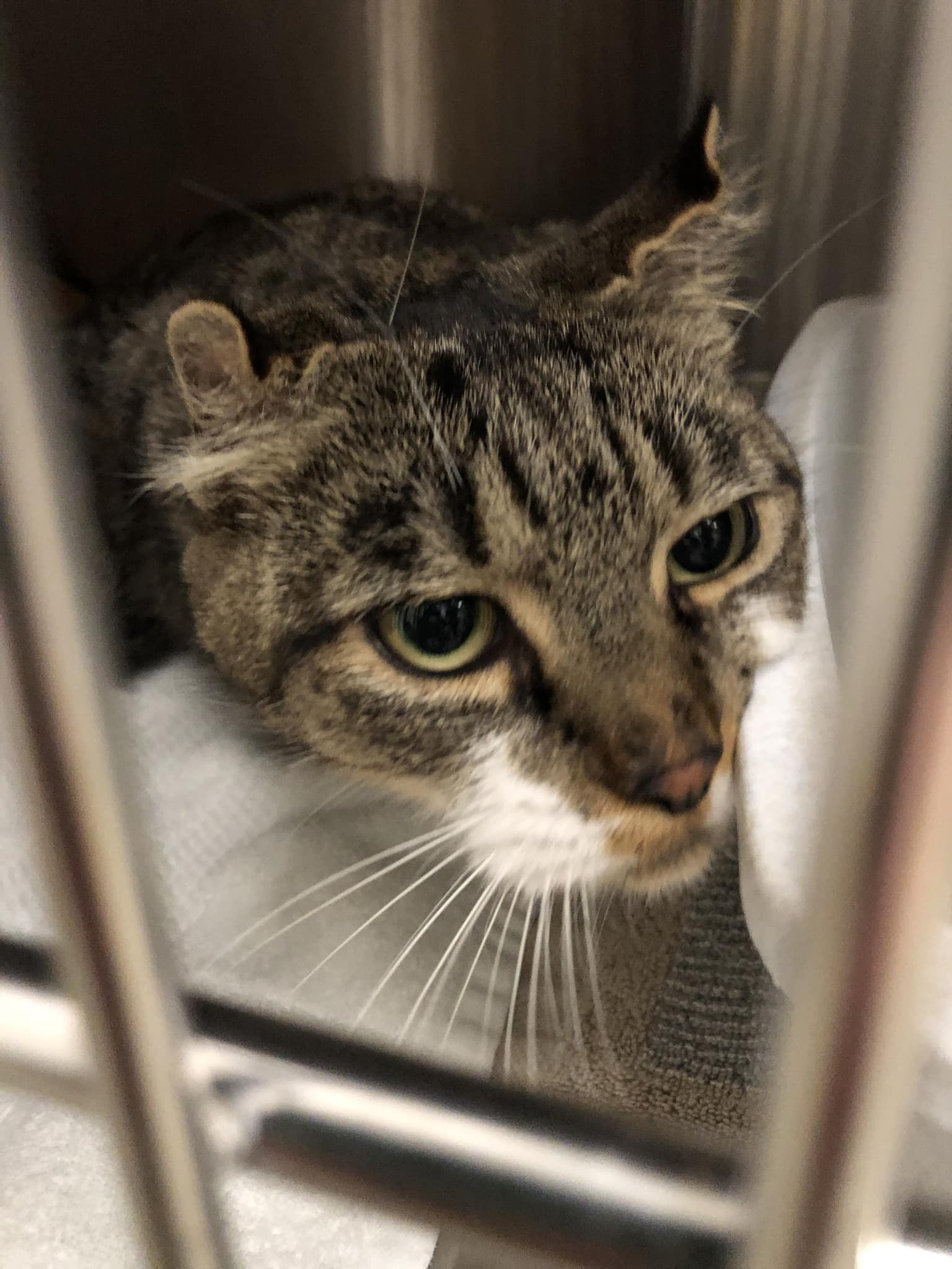 FOUND CAT- This male cat was found on N. 8th Ave in Mechanicville