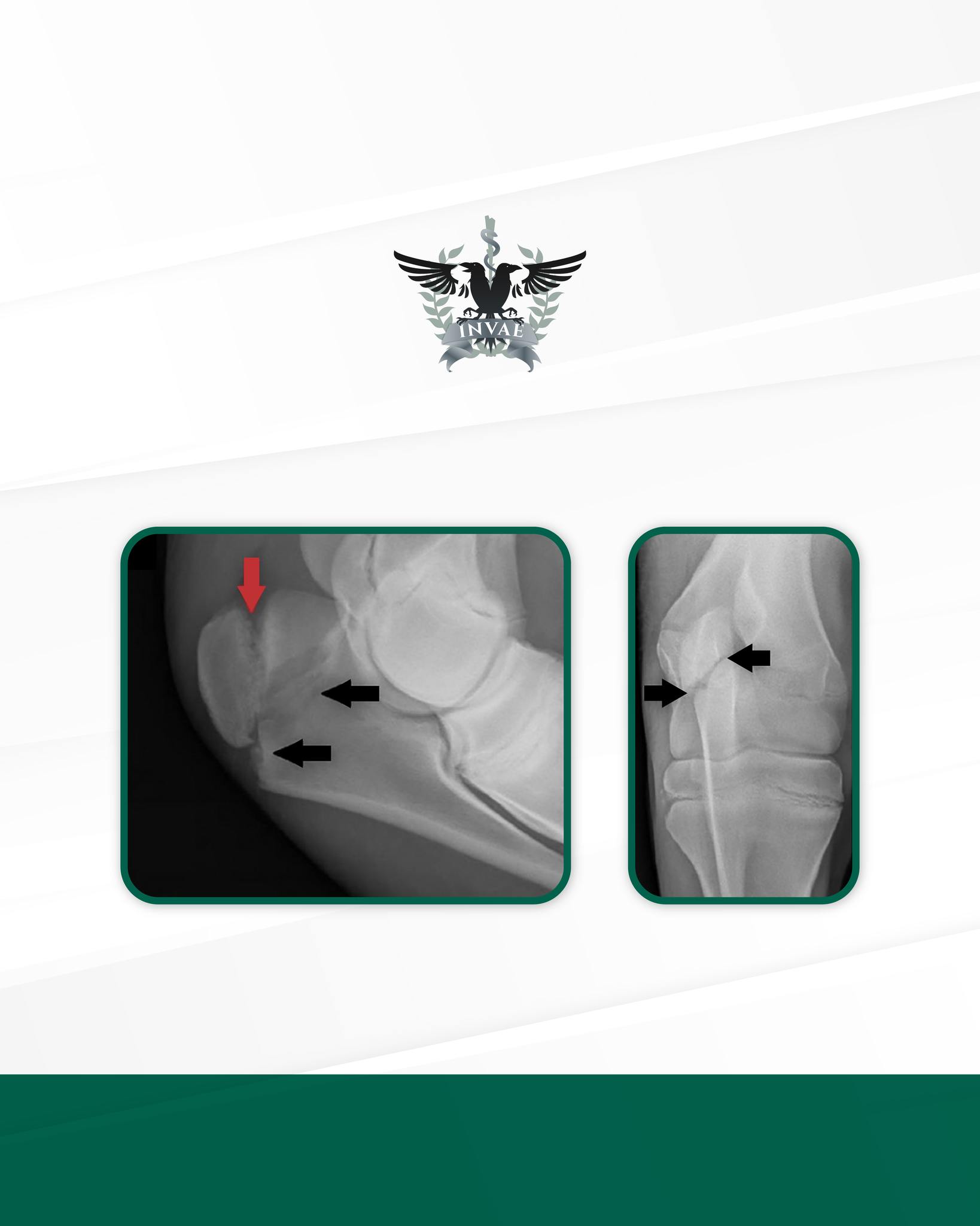 INVAE - Radiografías laterales flexionadas (Izquierda) y craneocaudales ...