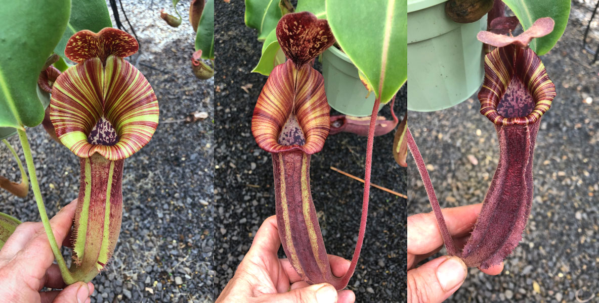 Exotica - Some eye-catchers forming from the new grex (3rd) of LVB