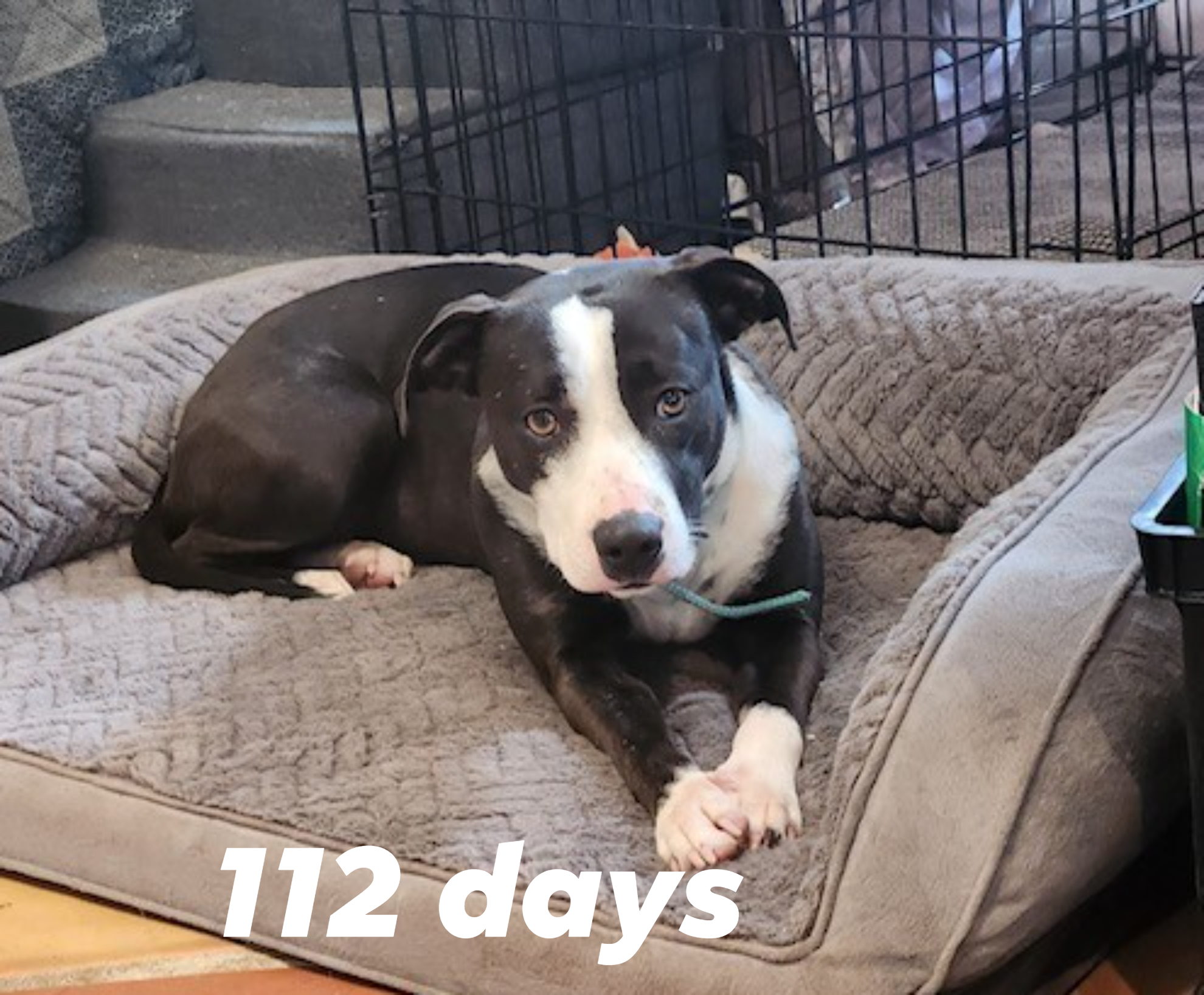 Lafayette Animal Shelter & Care Center | Lafayette LA