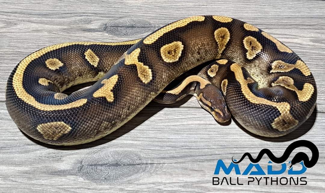 Madd Ball Pythons