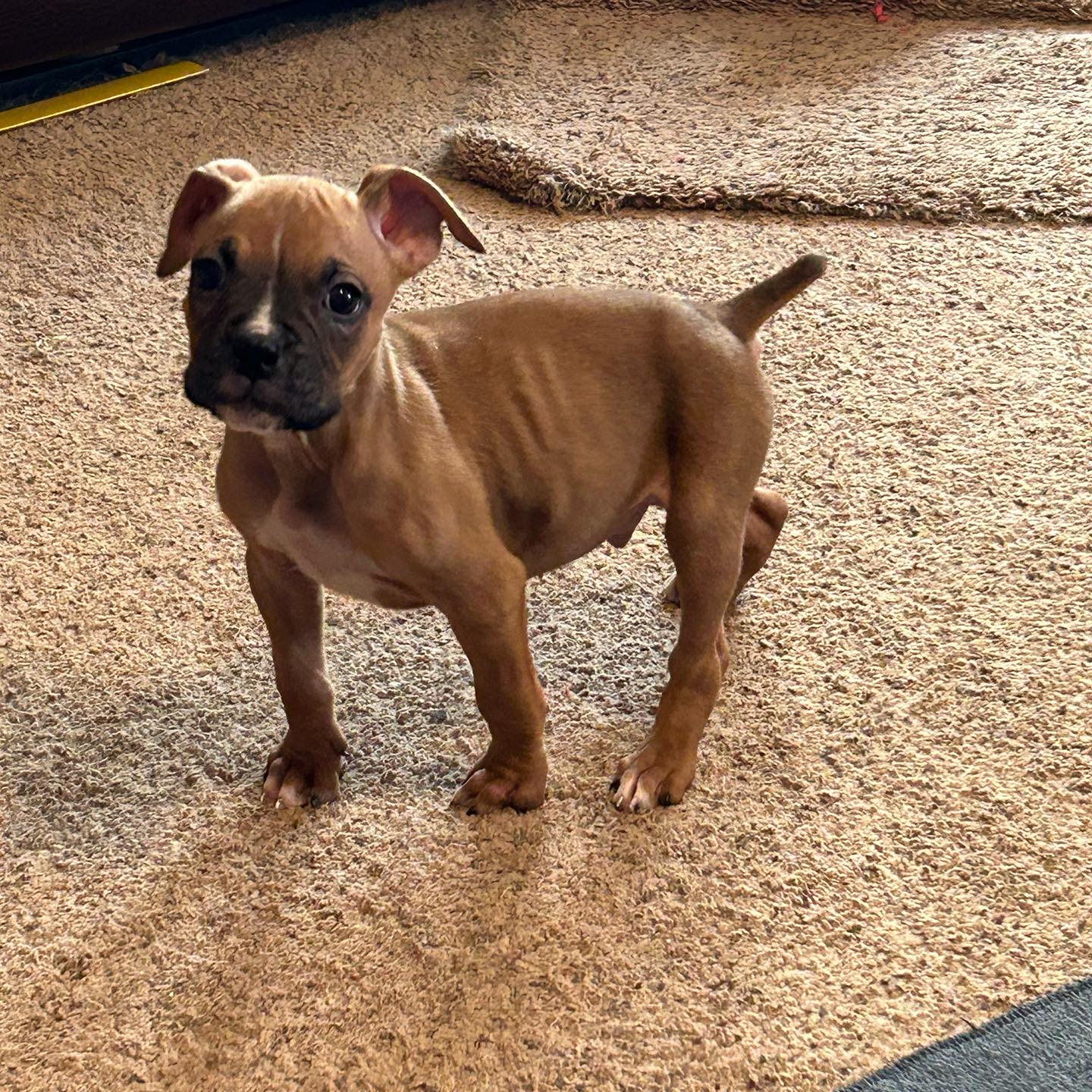 Who’s the most handsome boy in... - Blue Ridge Boxer Rescue