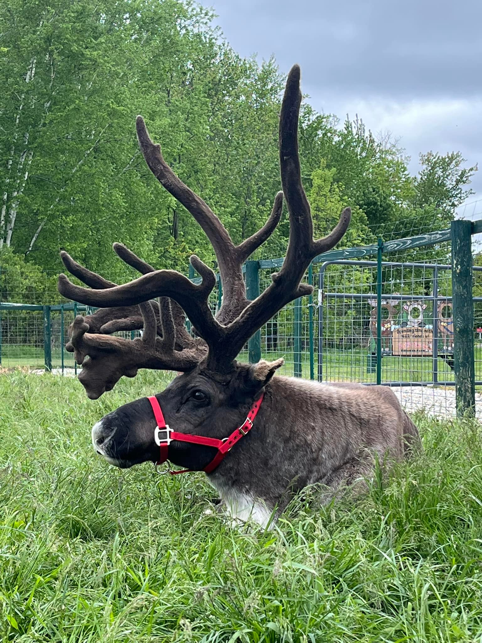 Rooftop Landing Reindeer... - Rooftop Landing Reindeer Farm