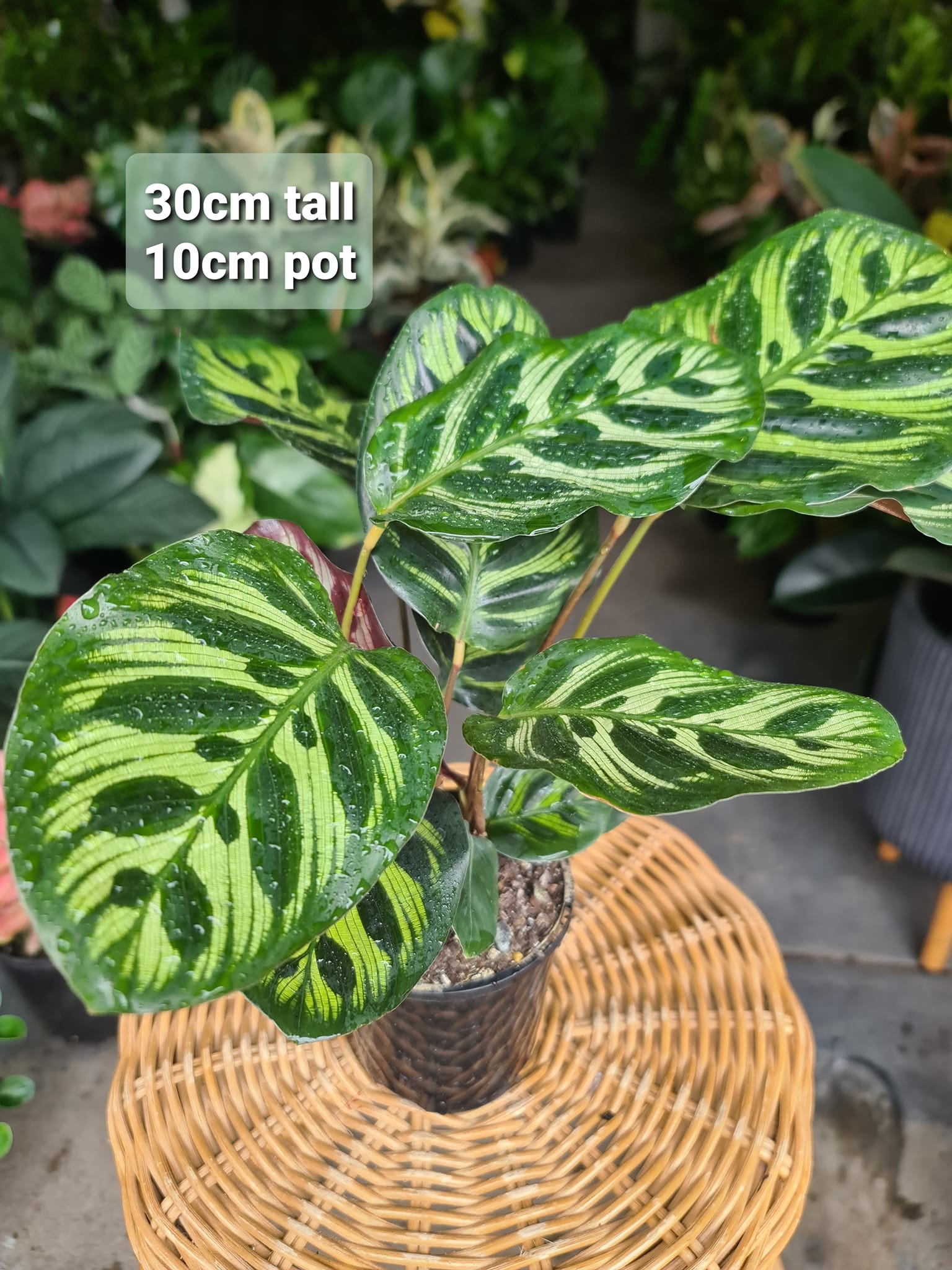 The Ruby Plants - 🌿 Dive into the World of Calathea... | Facebook