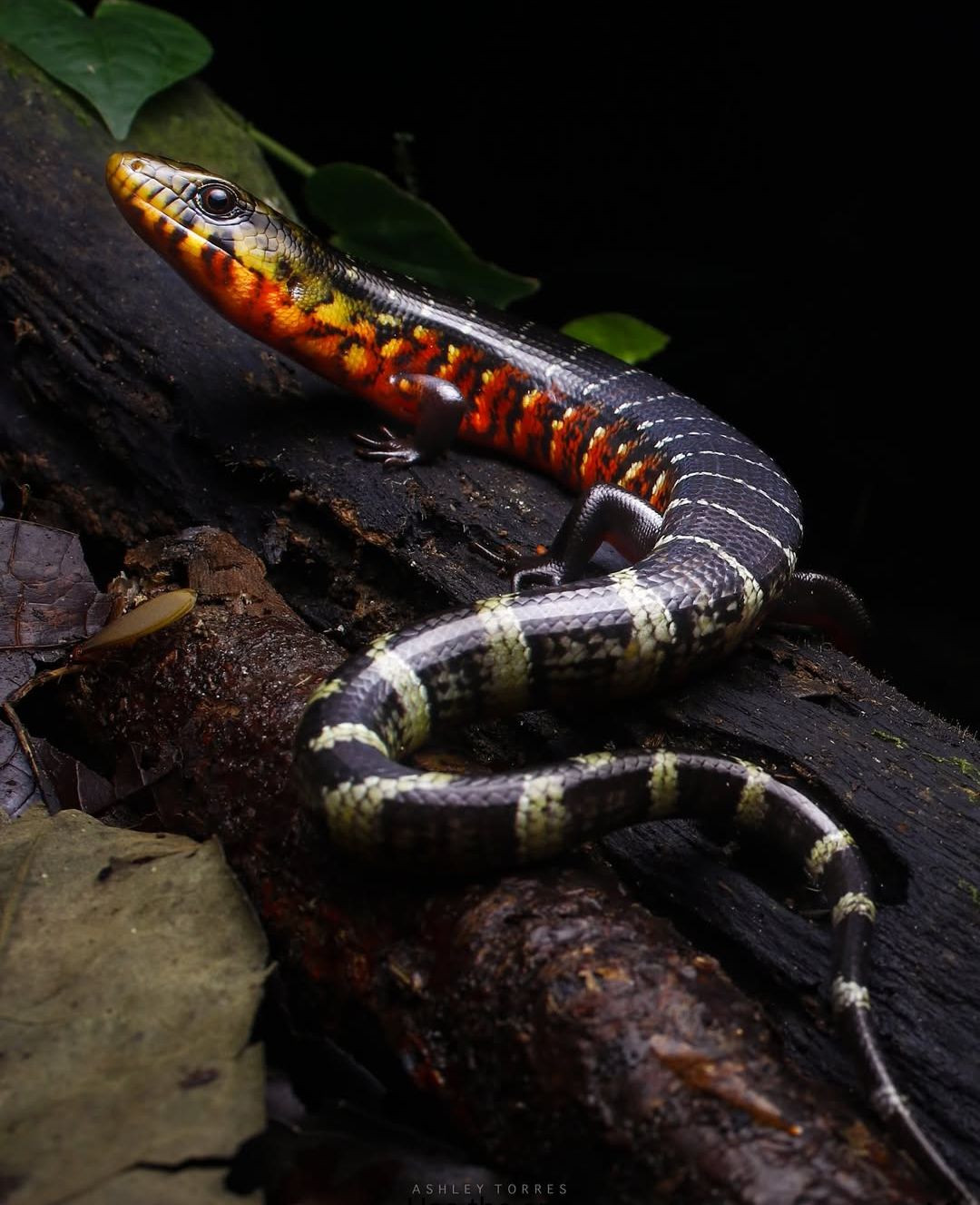 Rainbow galliwasp lizard spotted in Colombia's Chocoan rainforest