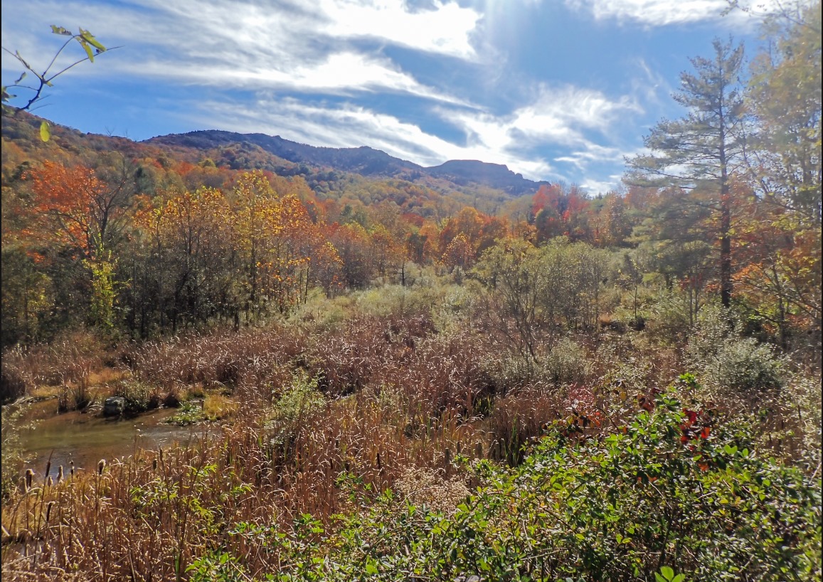 A 10-acre wetland for birding is... - Blue Ridge Conservancy