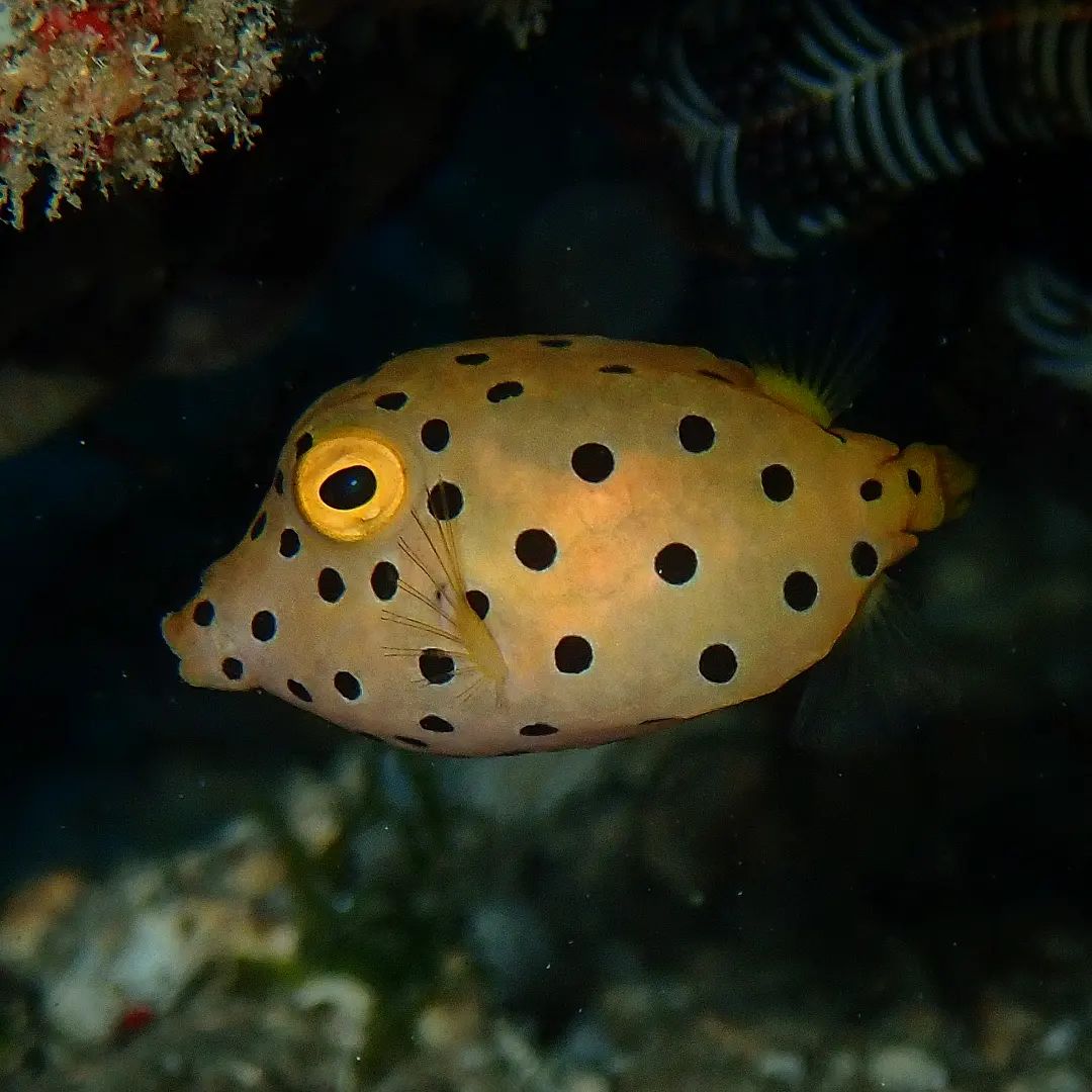 creature box fish The Monster Vault - Large Freshwater Boxfish: The Cuties of the