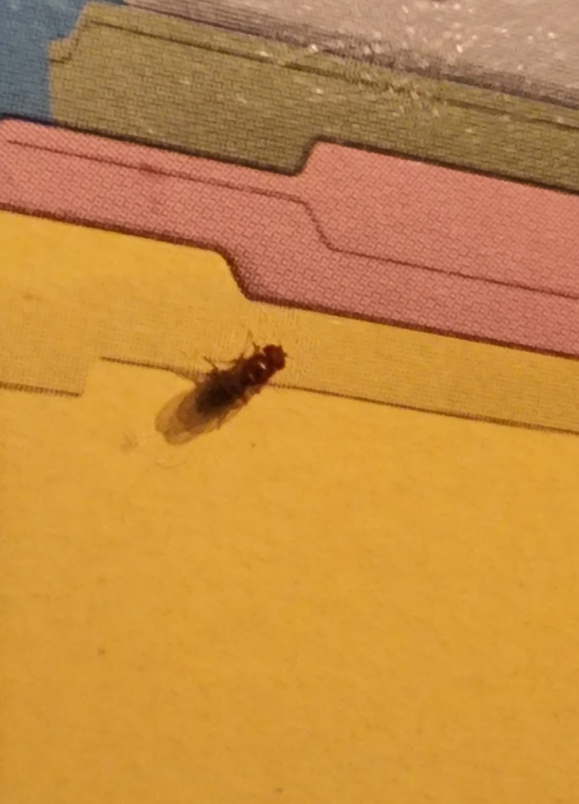 What kind of bug is this and how to get rid of it?