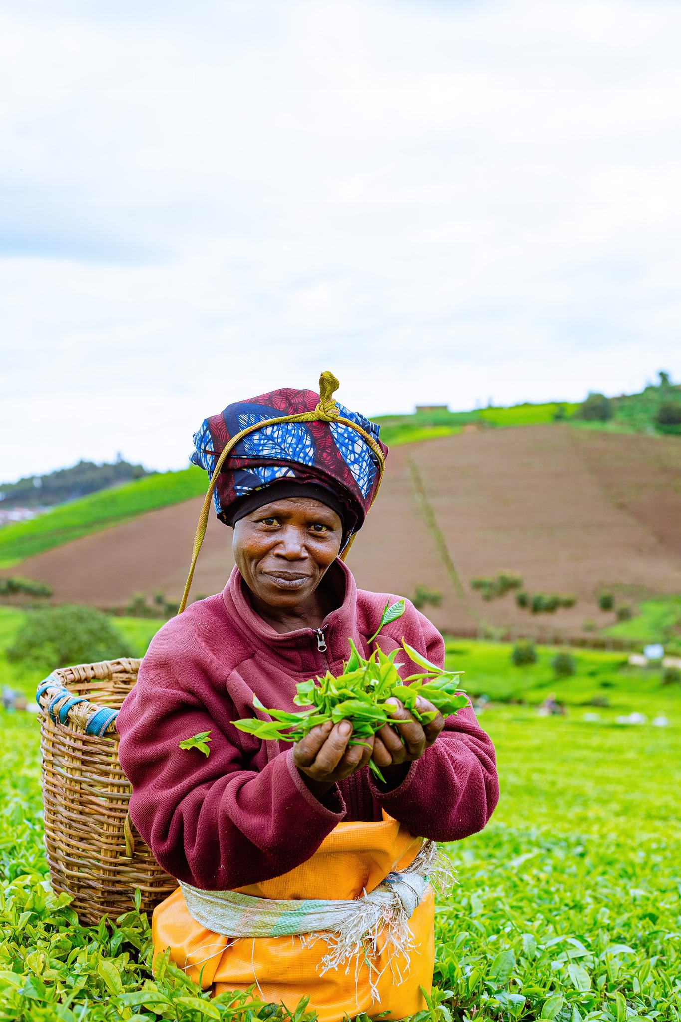 Silverback Tea - Tea cultures In the 20th century,... | Facebook