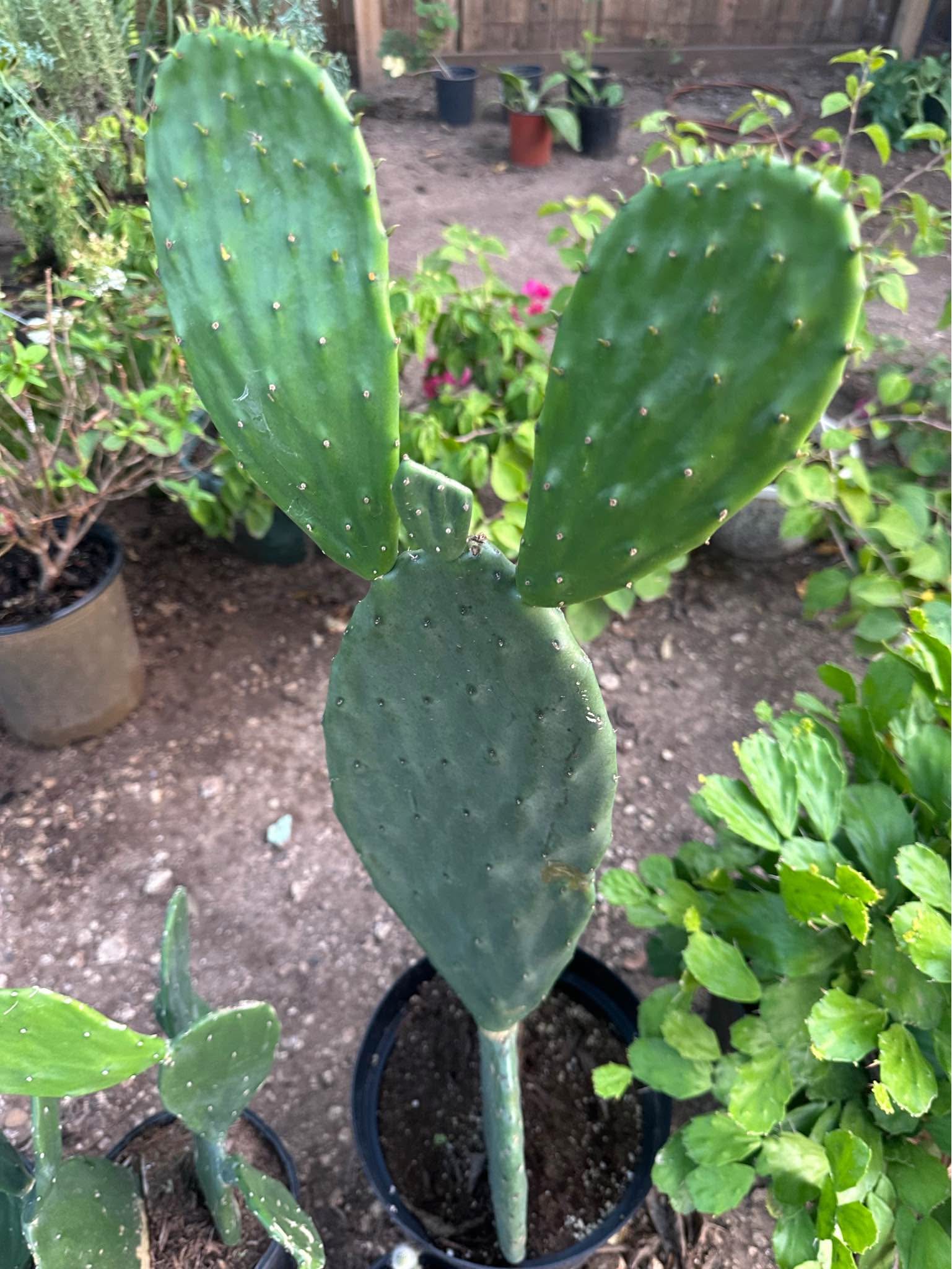 Cactus - Plants, Seeds & Bulbs - Dallas, Texas | Facebook Marketplace ...