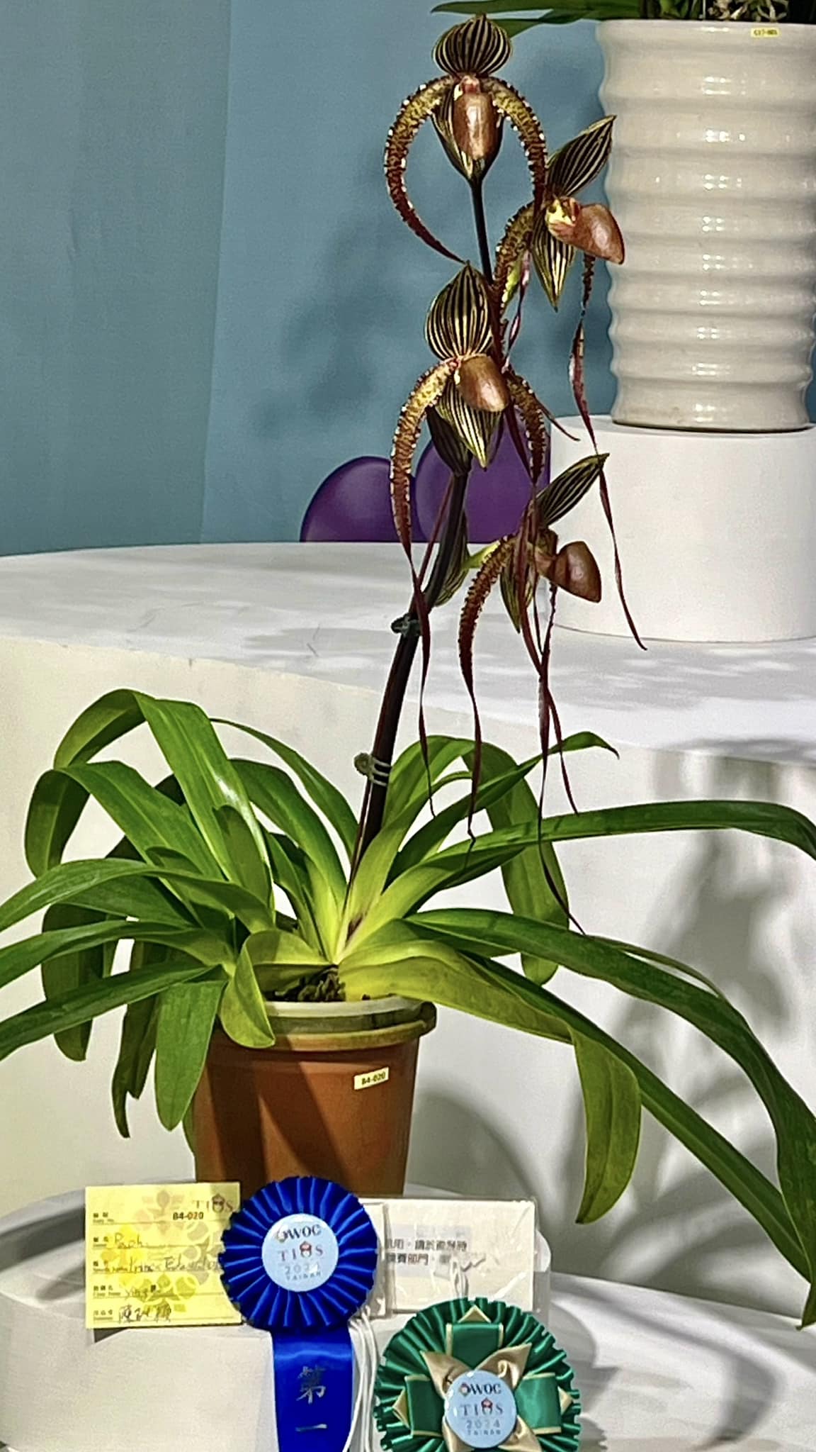 Paphiopedilum Prince Edward of York. (rothschildianum x