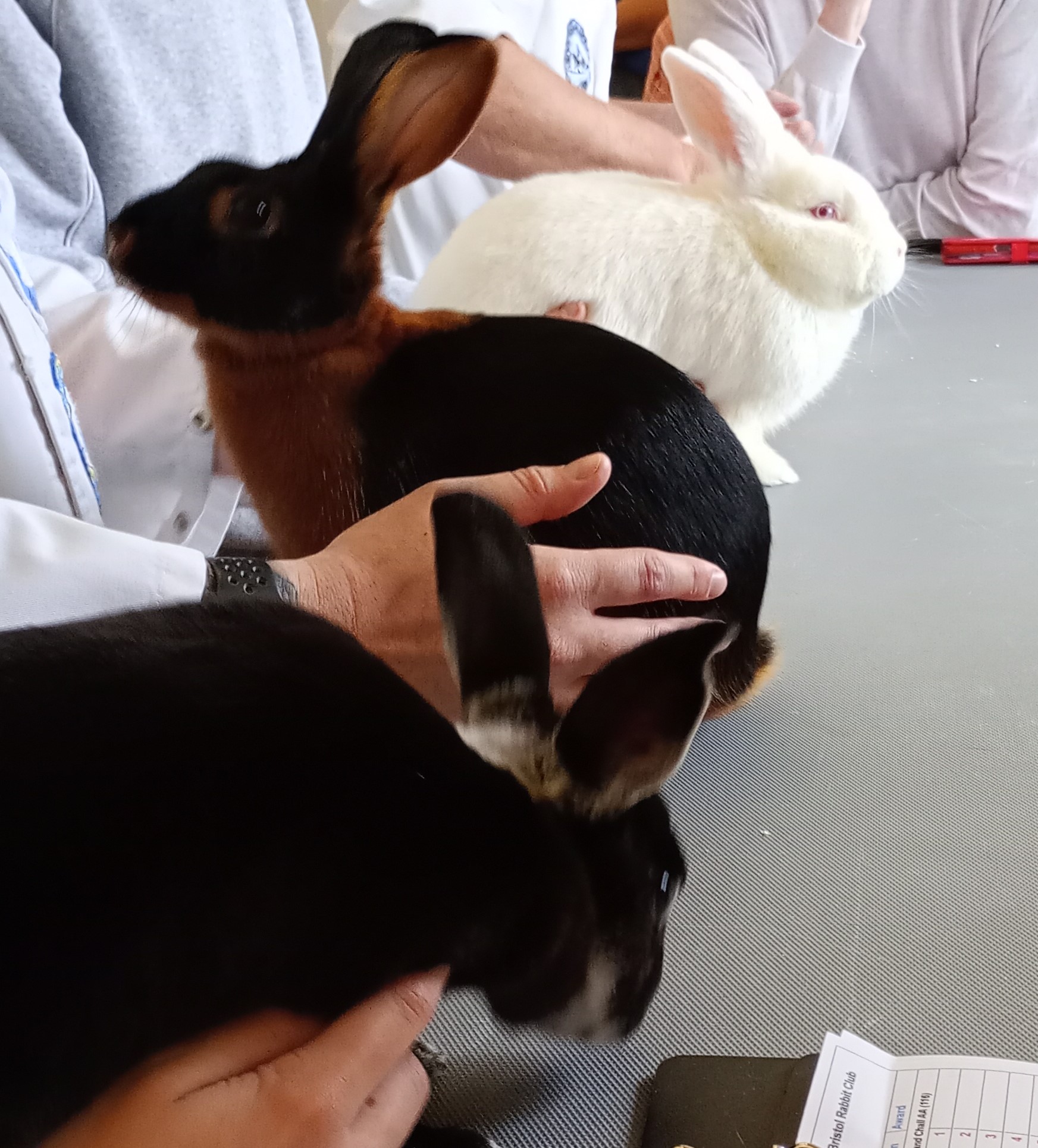 Bristol Rabbit Club