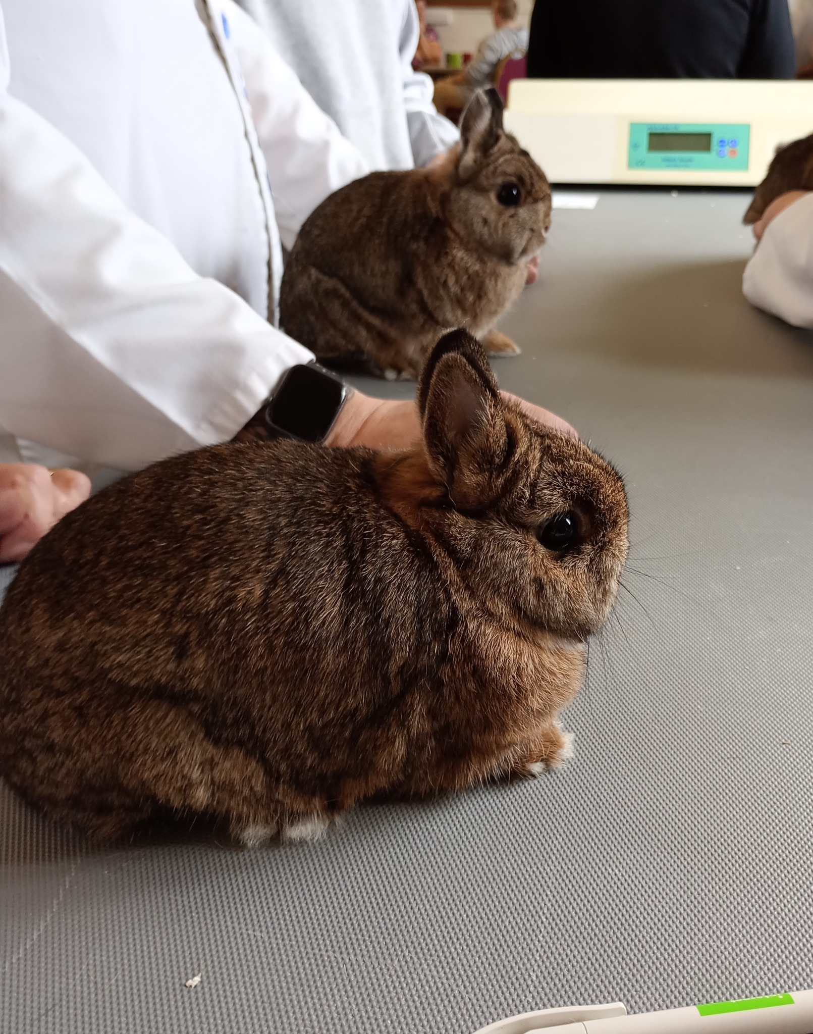 Bristol Rabbit Club