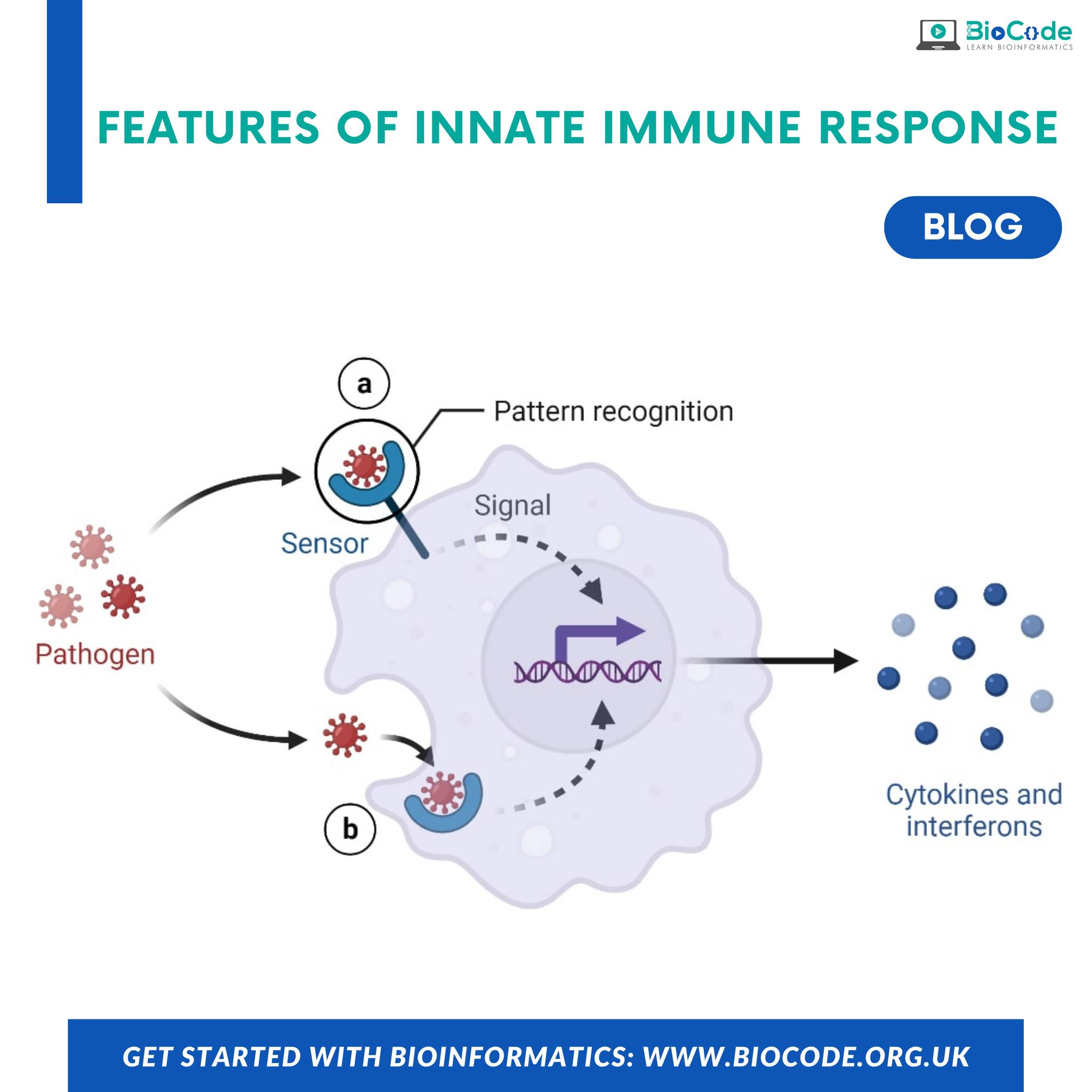BioCode - The innate immune system is the defense you are...