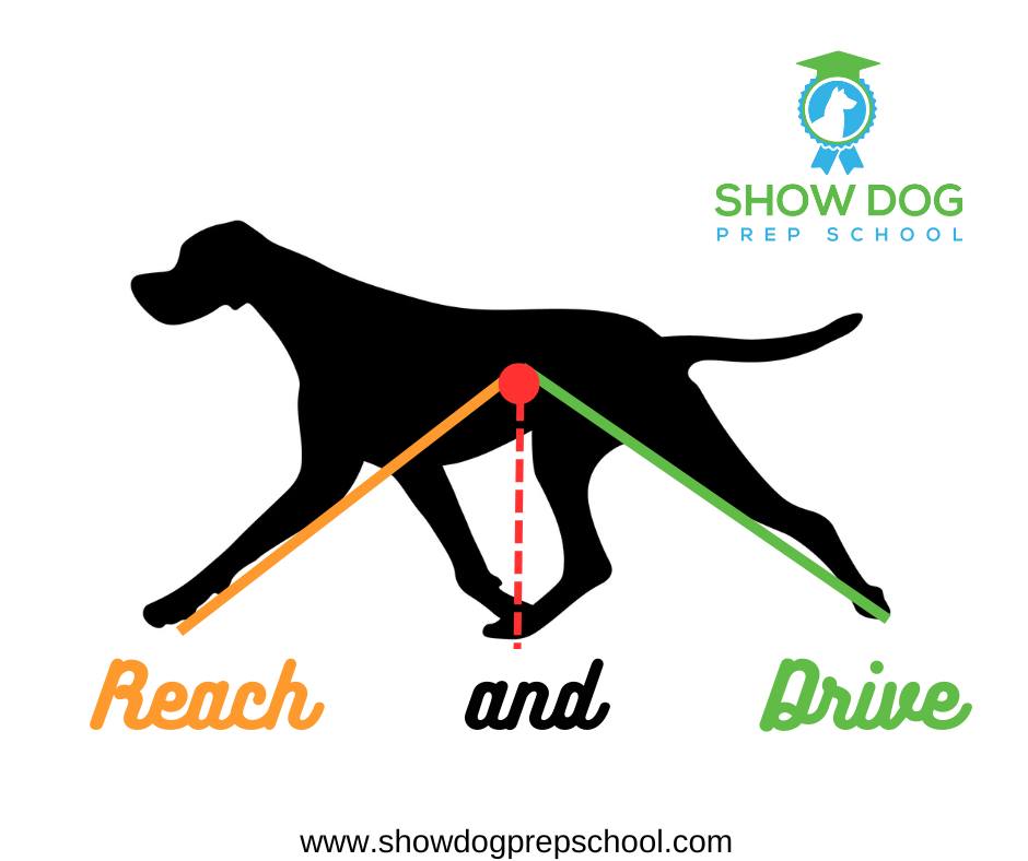 Understanding Reach and Drive... - Show Dog Prep School