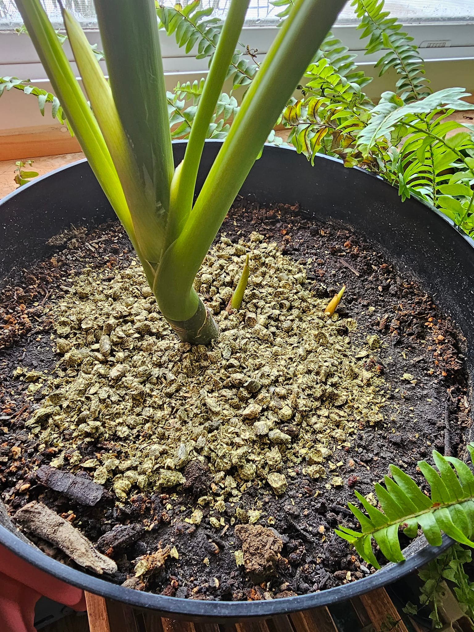 Benefits of using alfalfa meal for indoor plants