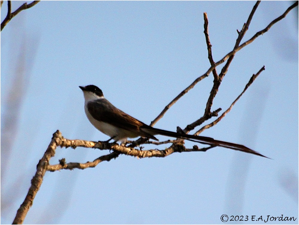 Mes oiseaux