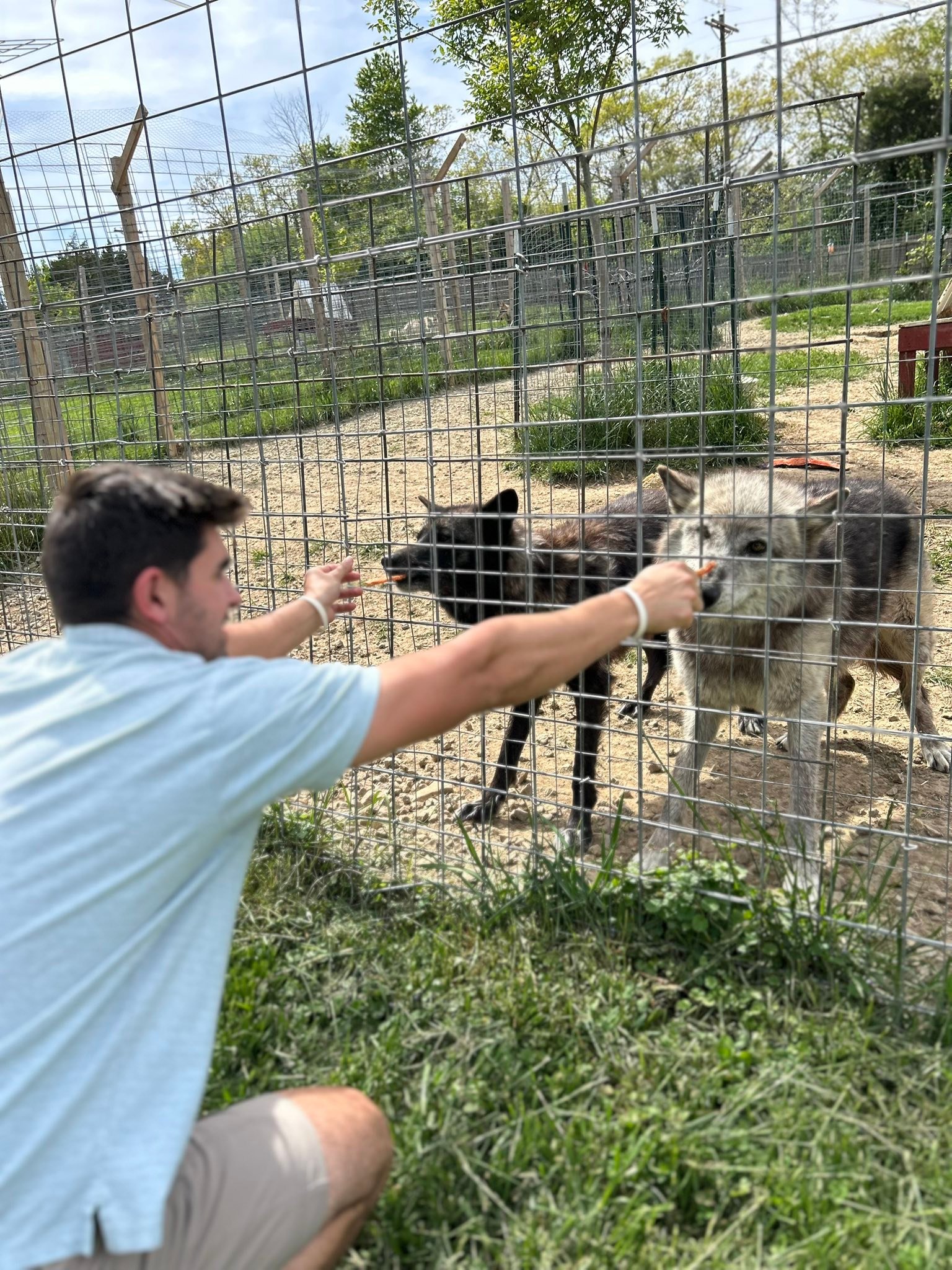 Red... - Red Riding Hood Rescue Project - a wolfdog rescue