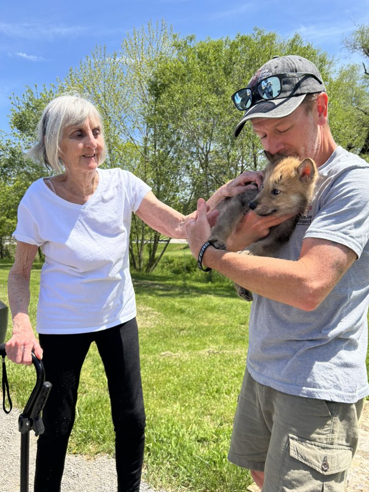 Red... - Red Riding Hood Rescue Project - a wolfdog rescue
