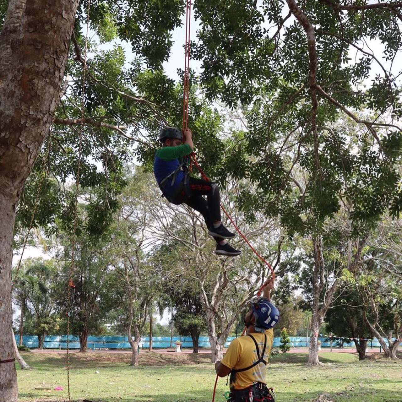 Tree Climbing BN